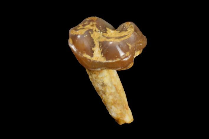 Eocene Primate (Necrolemur) Tooth Crown Fossil - France #179992